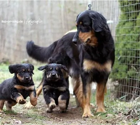 Hausmann Penzion Schlüchtern